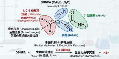 Mechanism of Action of DBNPA Fungicide
